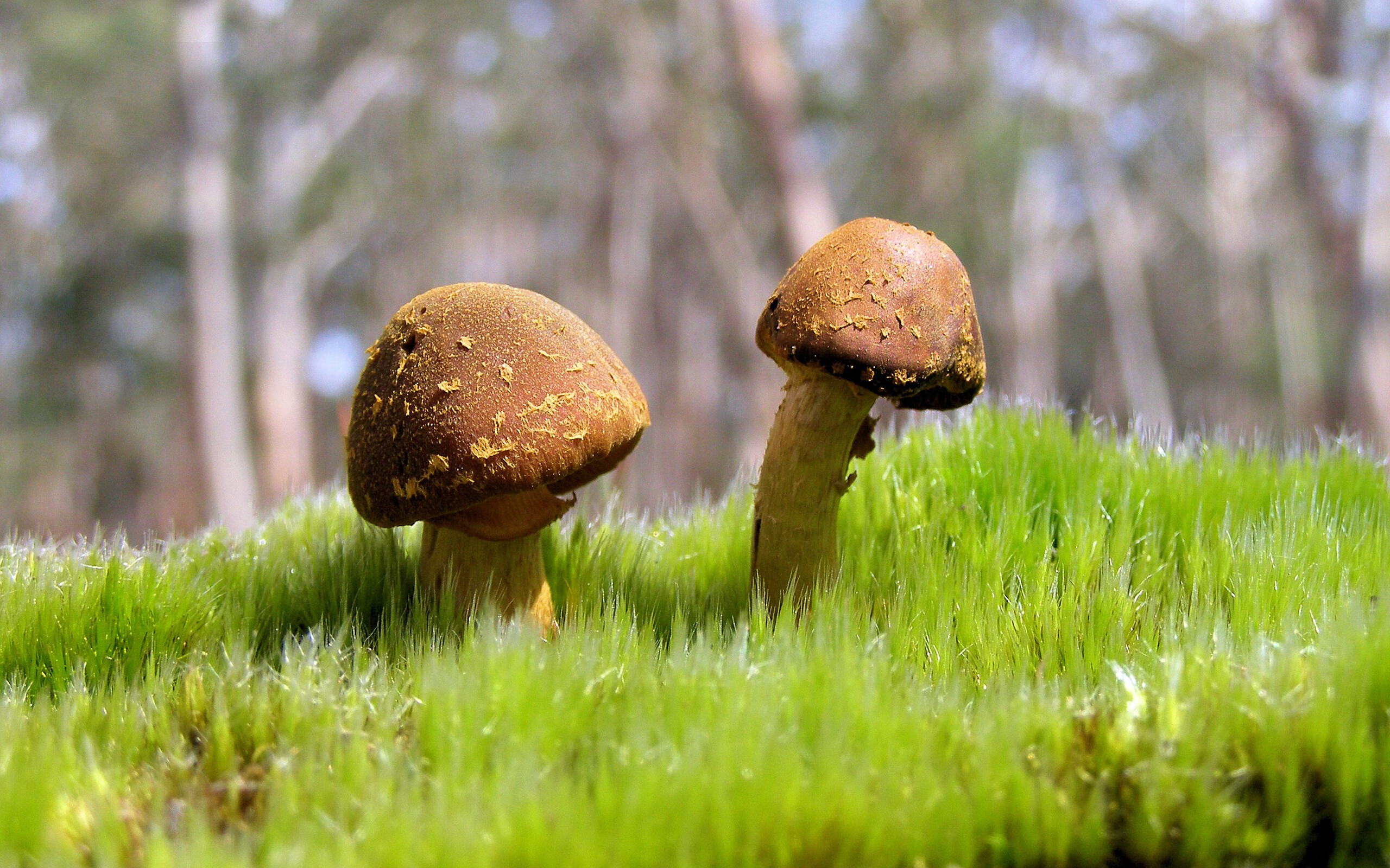 高光之下，武切维奇的欧冠淘汰赛之夜