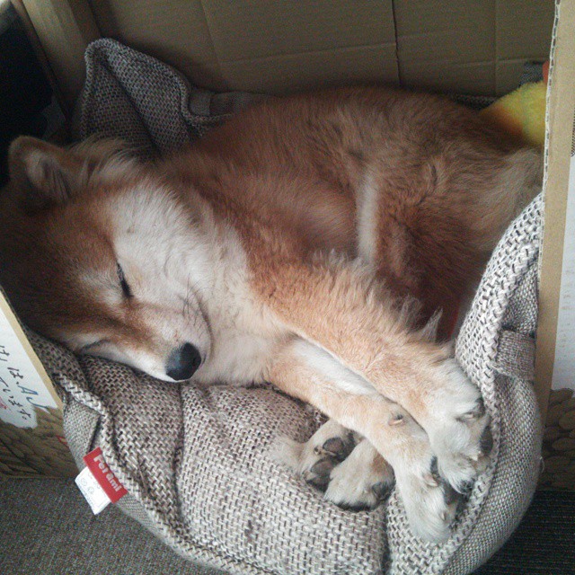 从掘金打穿76人到拉梅洛的2026世界杯接管，篮球世界唯一性的双重奏