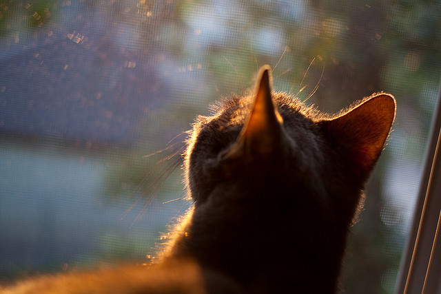 雷火电竞官网-史诗逆转，当钥匙先生哈登，在灰熊的暗夜中转动锁芯