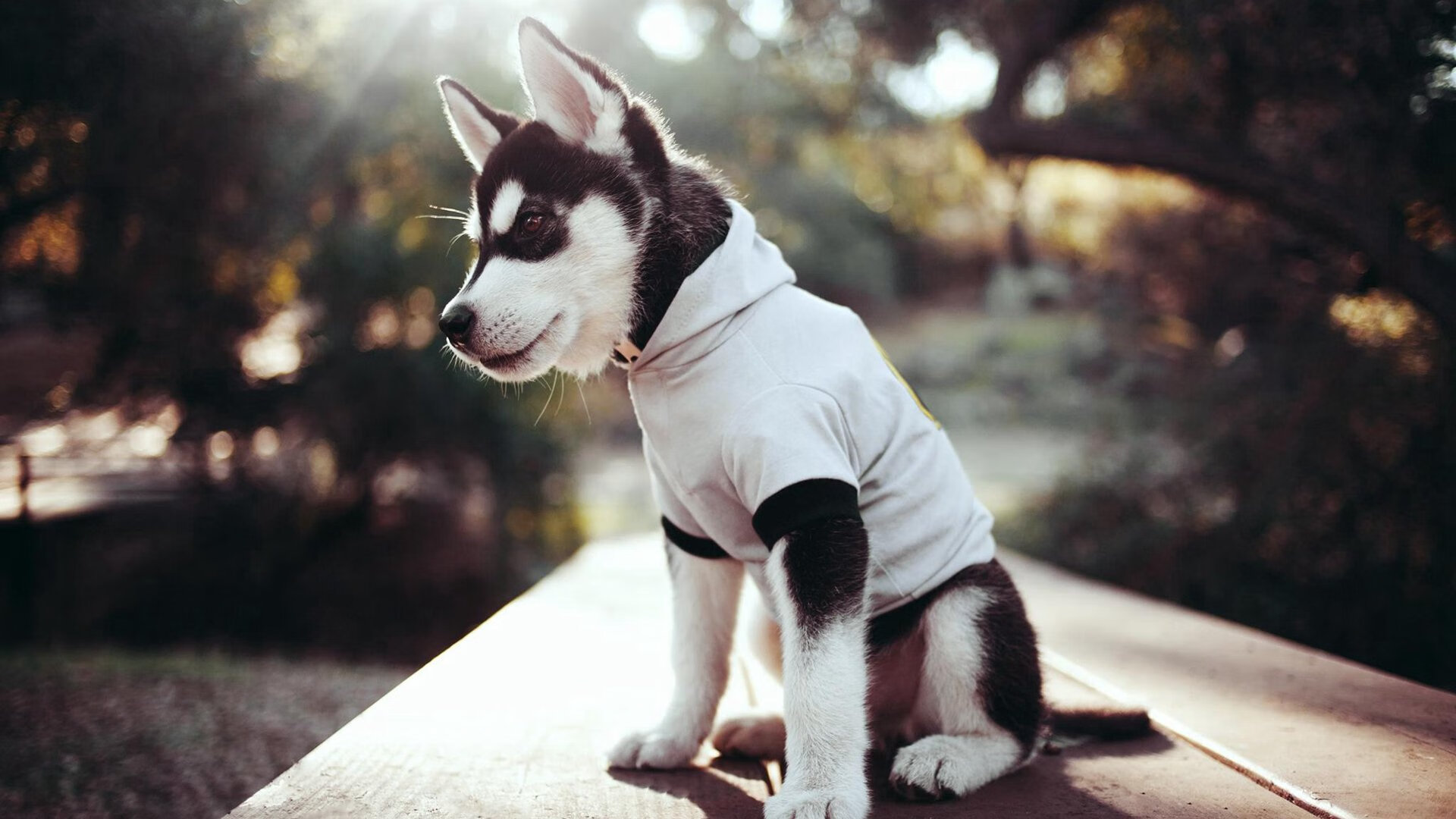 奥利维耶一锤定音！多特蒙德客战冰岛，关键先生打破僵局引领胜利