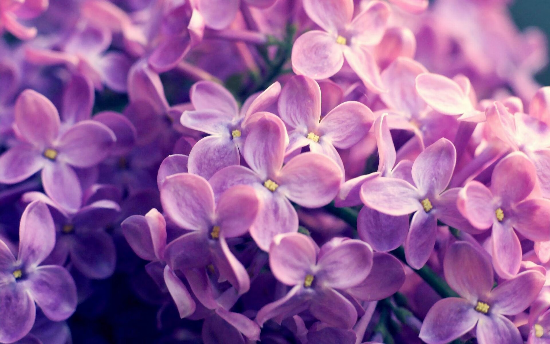 雷火电竞合作-时空错乱的巅峰对决，当NBA总决赛秘鲁国家队轻取曼城