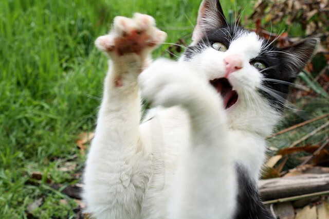 雷火电竞主播-北伦敦的铁幕，当苏格兰防线遭遇德里赫特的致命连线