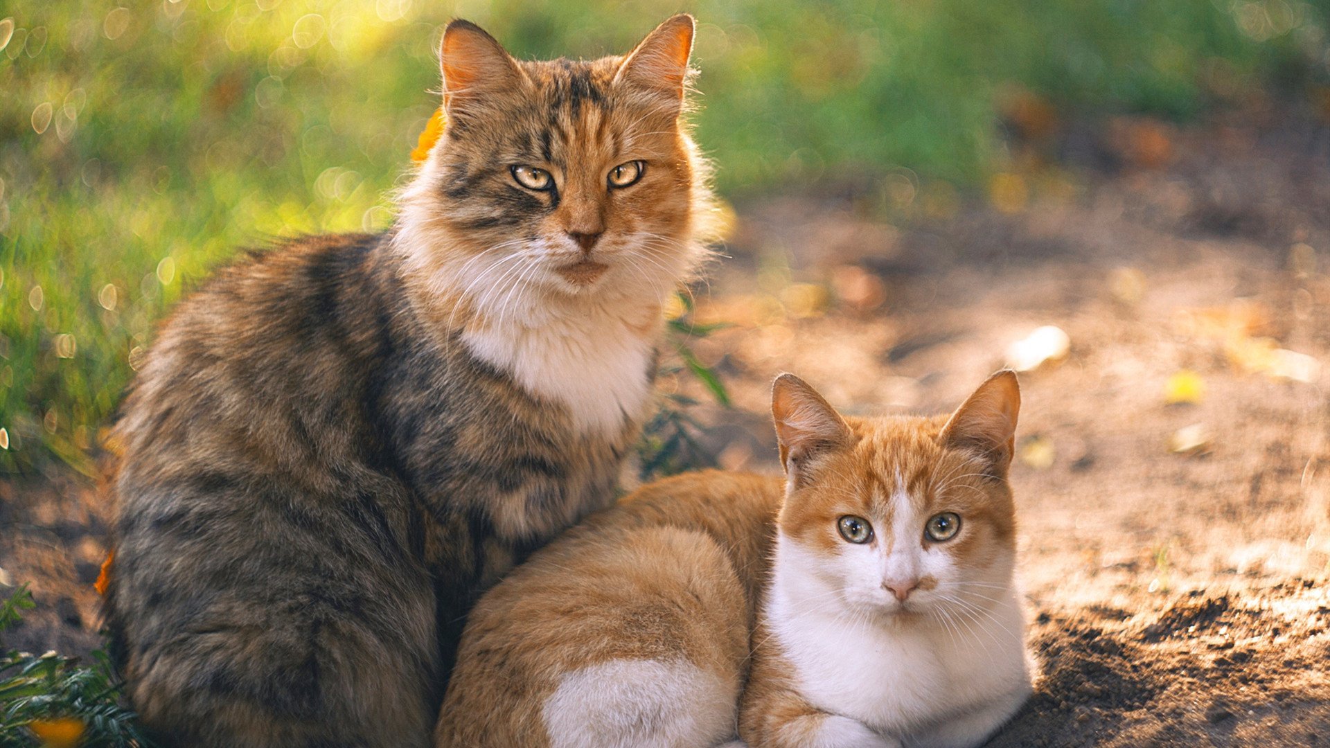 奇迹之夜，迪巴拉爆发，爱尔兰巅峰对决胜出几内亚
