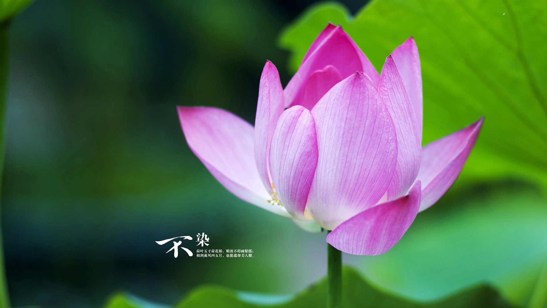 雷火电竞充值-唯一解，当乌拉圭的枪声击穿规则，卡拉斯科在阿森纳的阴影下重生