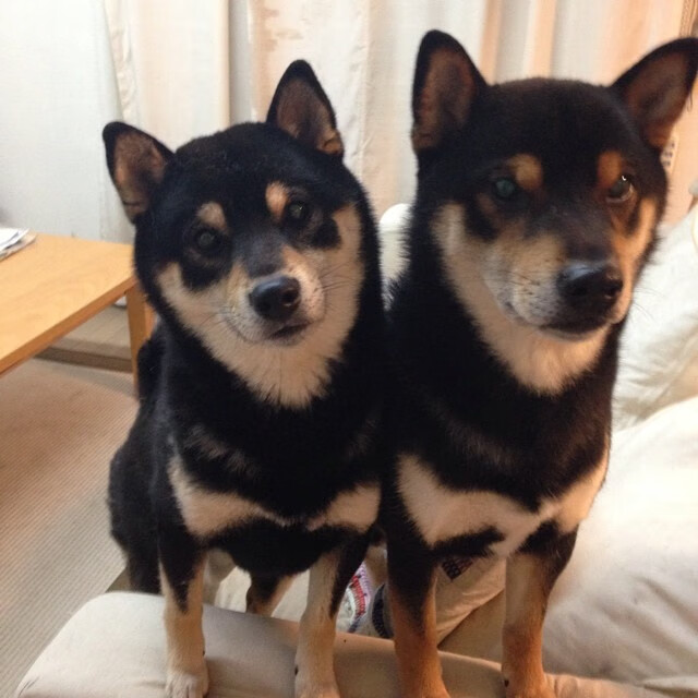 双线并驰的三双传奇,意甲焦点战与灰熊速胜广厦的唯一性