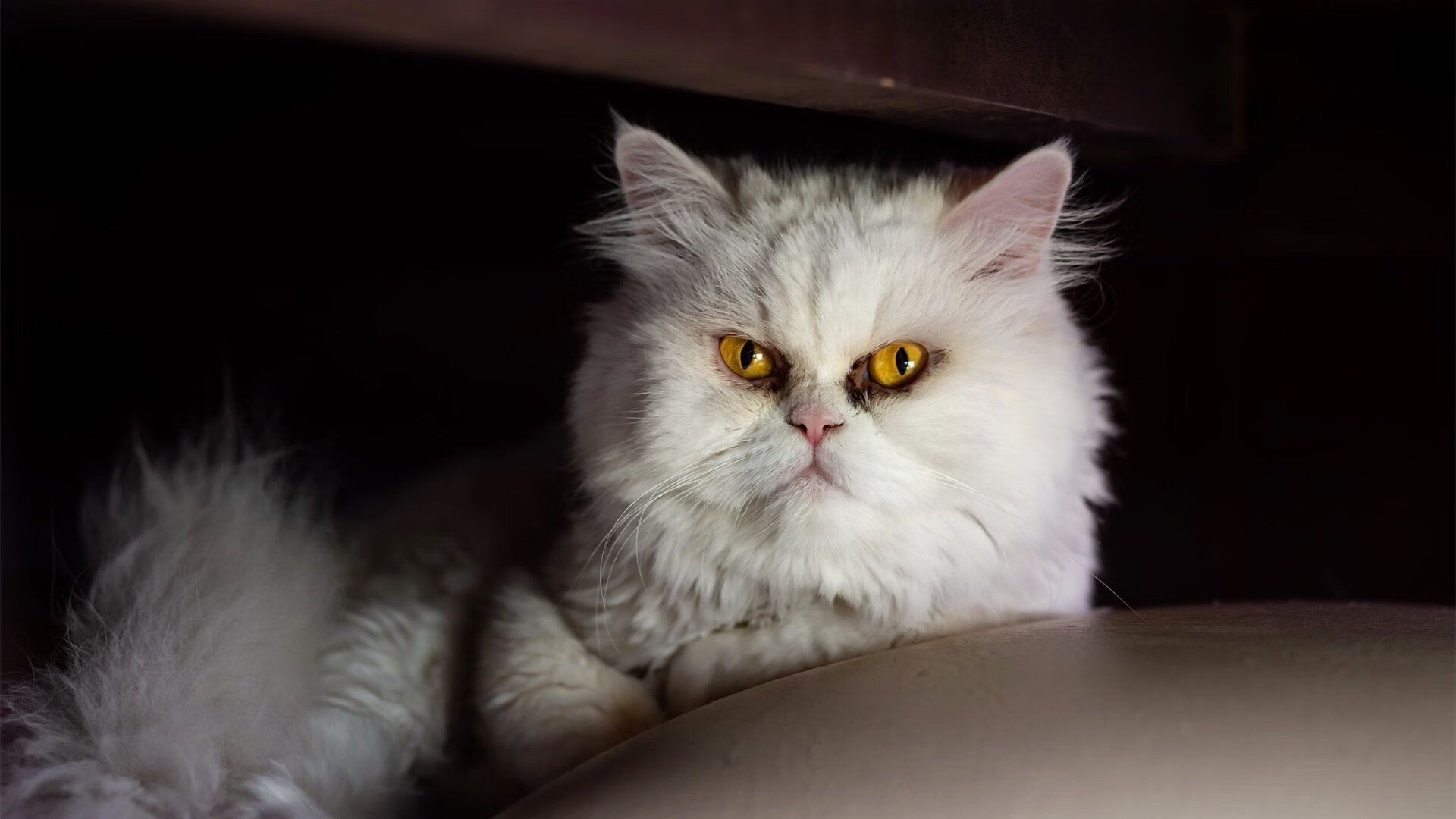 加纳连线引爆欧陆风暴,意甲豪门垂涎的雷恩制造正向世界袭来