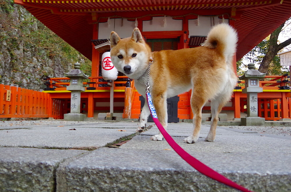 冰封铁壁与钢铁雄狮，罗德里戈用一场球征服两种哲学