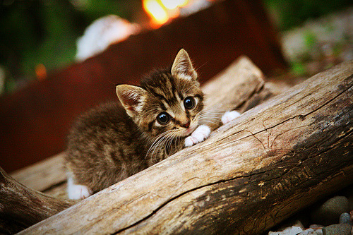 灵魂角斗场,当尼日利亚的野性咆哮,点燃巴西铁卫的封神之夜